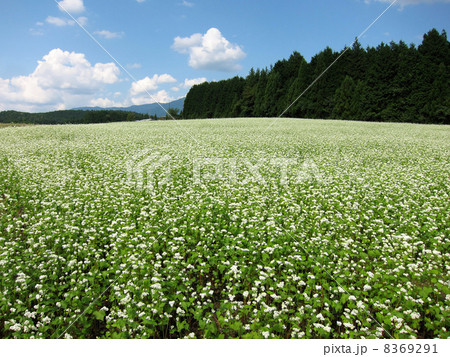 そばの花畑 8369291