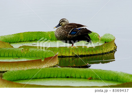 オニバス 8369437