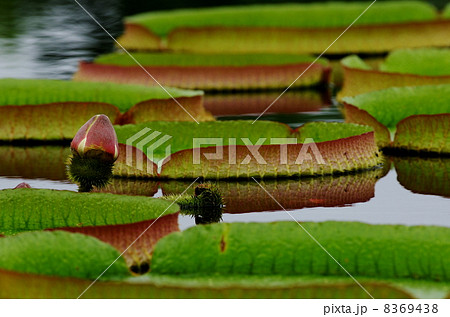 オニバス 8369438