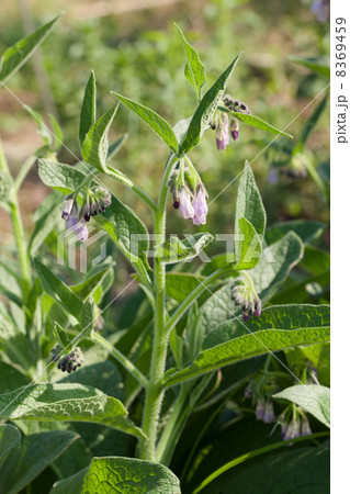 ヒレハリソウ 8369459