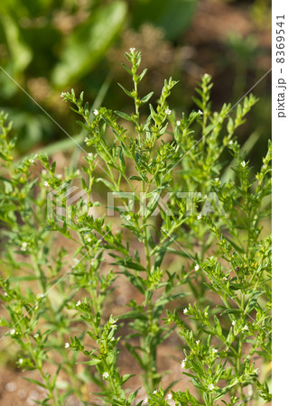 モナルダ 8369541