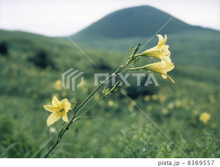 ゆうすげの花 8369557