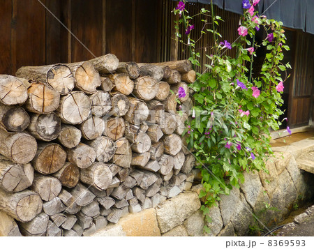 薪と朝顔 8369593