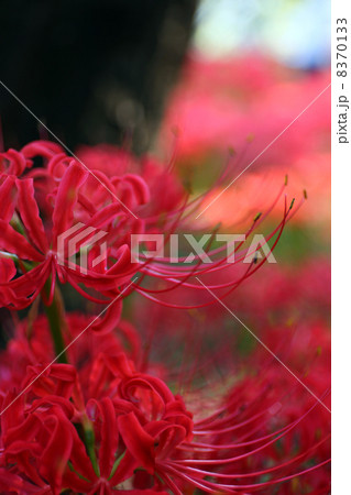 彼岸花 8370133