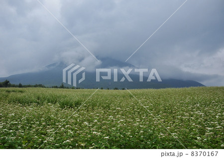 戸隠高原の蕎麦畑 8370167