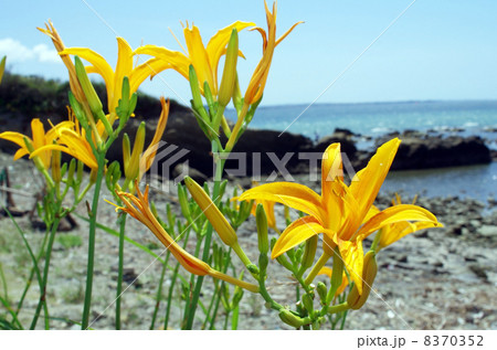 長者ヶ崎海岸のハマカンゾウ(浜萱草) 長者ヶ崎海岸のハマカンゾウ(浜萱草) 8370352