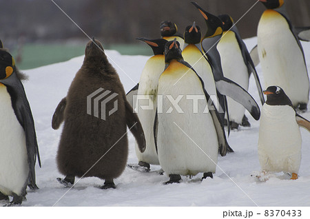 冬の散歩 冬の散歩 8370433