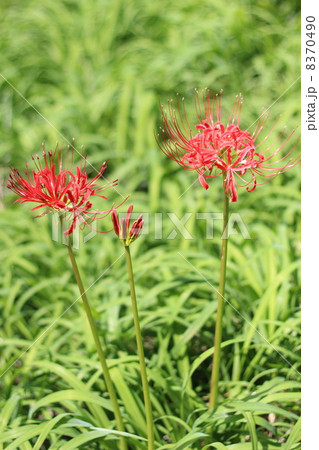 巾着田の曼珠沙華 8370490