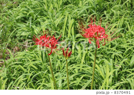 巾着田の曼珠沙華 8370491