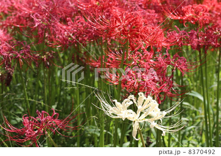 巾着田の曼珠沙華 8370492