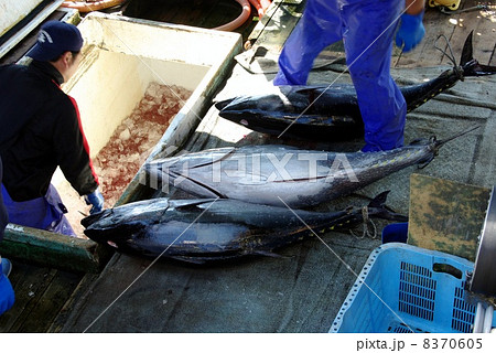 マグロの延縄漁 マグロの延縄漁 8370605