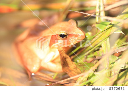 ニホンアカガエル 8370631