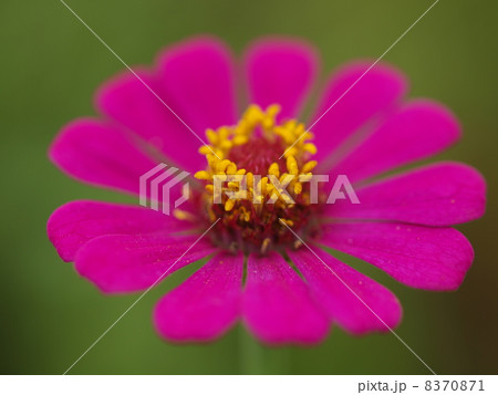 花 8370871