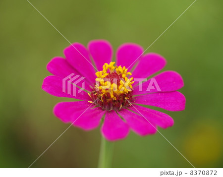 花 8370872
