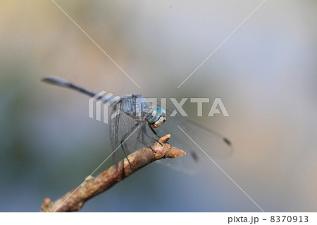 ナニワトンボ 8370913