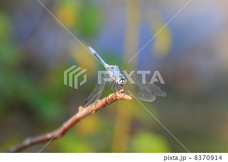 ナニワトンボ 8370914