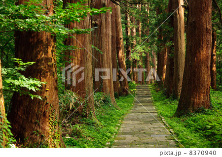 羽黒山 杉の巨木群と参道 羽黒山 杉の巨木群と参道 8370940