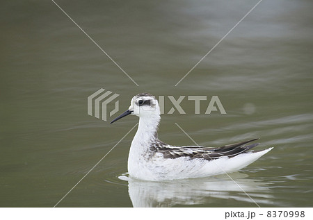 アカエリヒレアシシギ アカエリヒレアシシギ 8370998