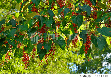 樹木・イイギリ イイギリ科 樹木・イイギリ イイギリ科 8371346