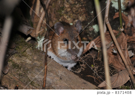 アカネズミ 8371408