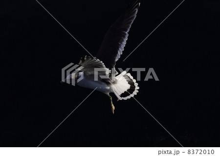 うみねこ4 8372010