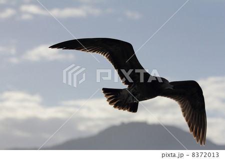 うみねこ7 8372013