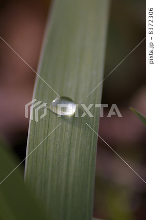 葉と水滴３ 8372306