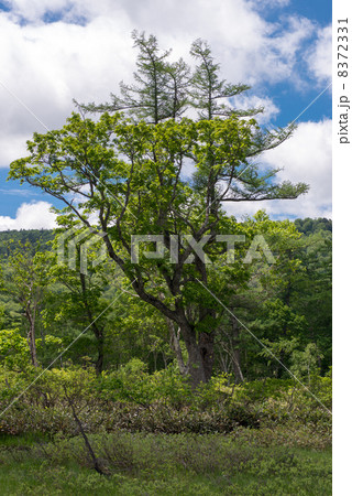湿原と立木 8372331