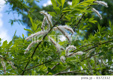 オノエヤナギの綿毛 8372332