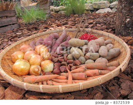 秋の実り　１ 8372539