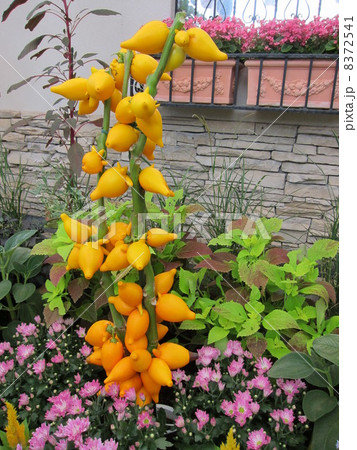 フォックスフェイス 8372541