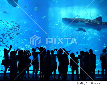 水族館 8372739