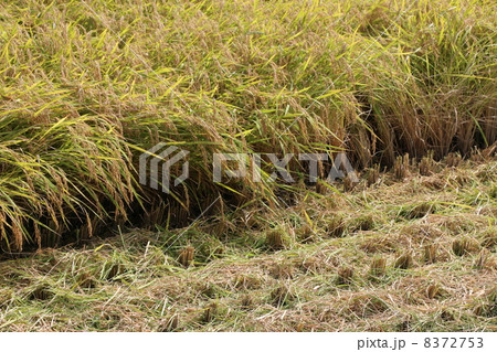 稲刈り5 稲刈り5 8372753