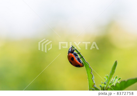 てんとう虫 8372758
