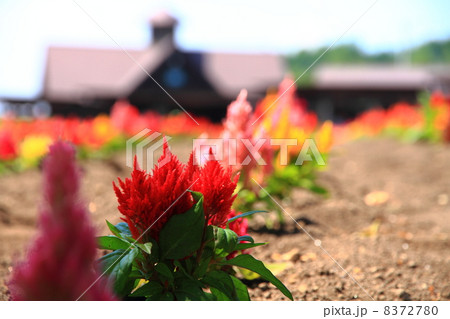 ガーデン 8372780