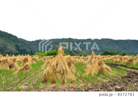 藁ボッチ 藁ボッチ 8372781