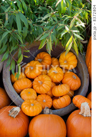 カボチャのデコレーション 8372804