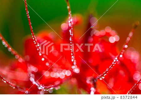 朝露に濡れる彼岸花 8372844