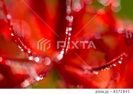 朝露に濡れる彼岸花 8372845