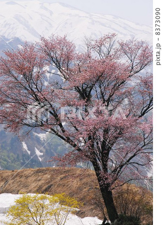 樽口峠の一本桜 樽口峠の一本桜 8373090
