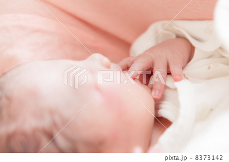 出産直後（日齢0） 8373142