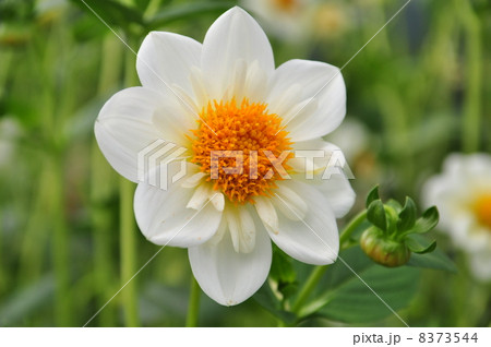 ダリアの花 8373544