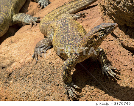 コモドドラゴン 8376749