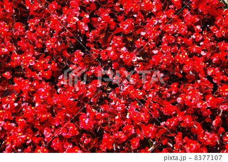 Red flowers Red flowers 8377107