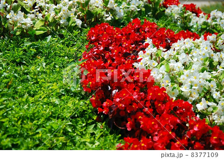 Castle garden 8377109