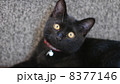 猫 猫 8377146