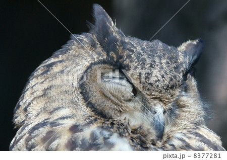 鷲木菟　ワシミミズク　日中はお休みタイムです。 8377281