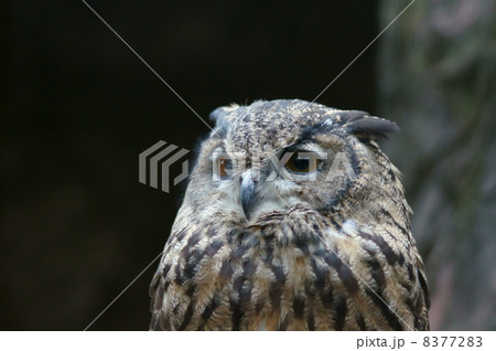 鷲木菟　ワシミミズク　夕方になってお目覚めです。 8377283