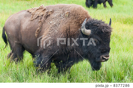 American Bison in the Yellowstone National Park 8377286