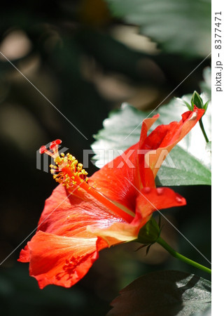 ハイビスカス 8377471